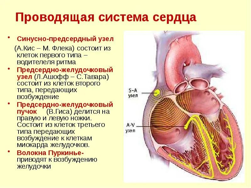 Проводящая система сердца фото АОУ СПО ТО "Ялуторовский медицинский колледж" Анатомия и физиология сердца