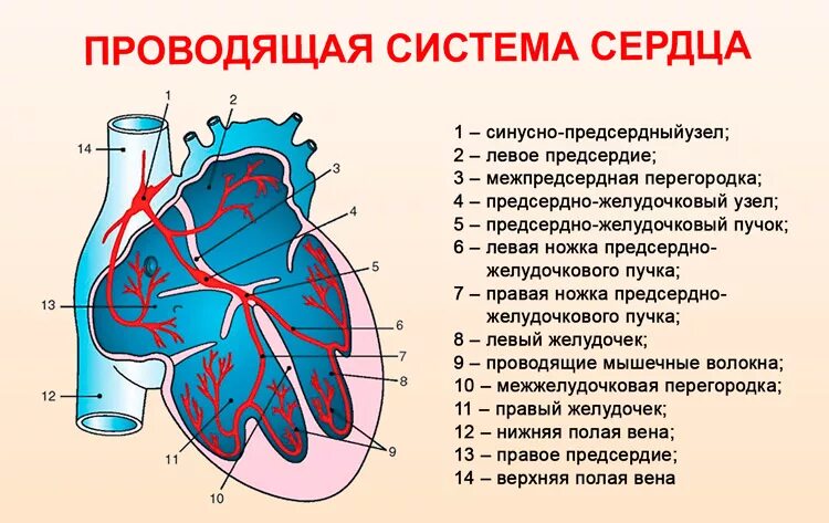 Проводящая система сердца фото Функциональная анатомия сердца. Средостение