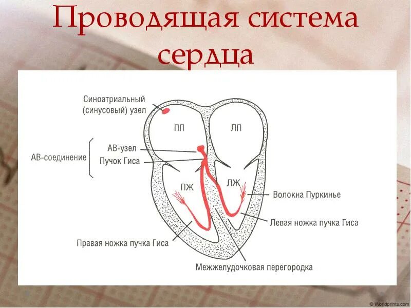 Проводящая система сердца фото Основы ЭКГ