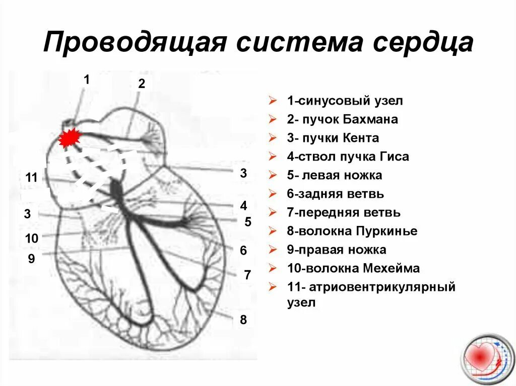 Проводящая система сердца фото Что такое блокада ножки пучка Гиса и чем она опасна Кардиолог Константин Крулёв 