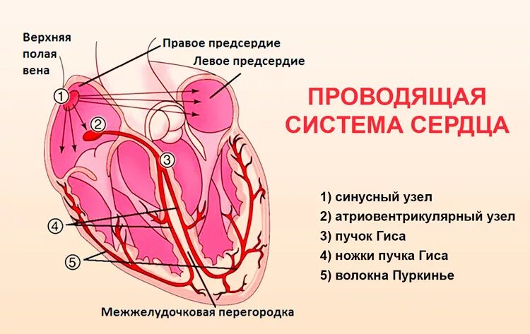 Проводящая система сердца фото Картинки СИСТА СЕРДЦА