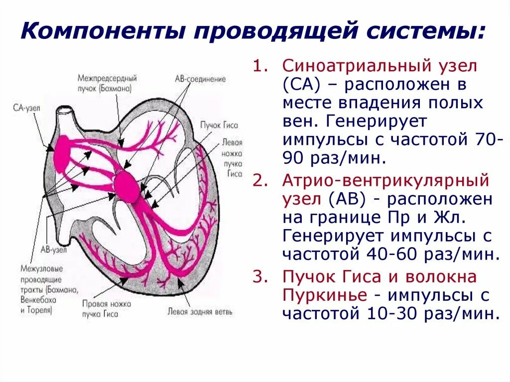 Проводящая система сердца фото Схема сердца и функции - найдено 89 картинок