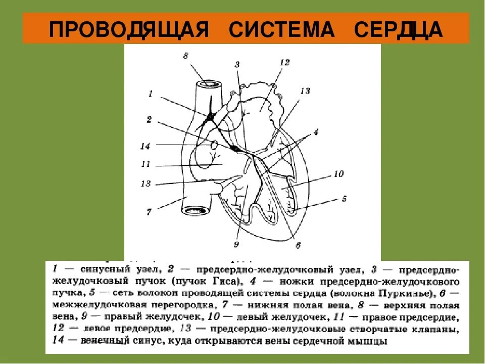 Проводящая система сердца фото Описание сердечной системы: найдено 90 изображений