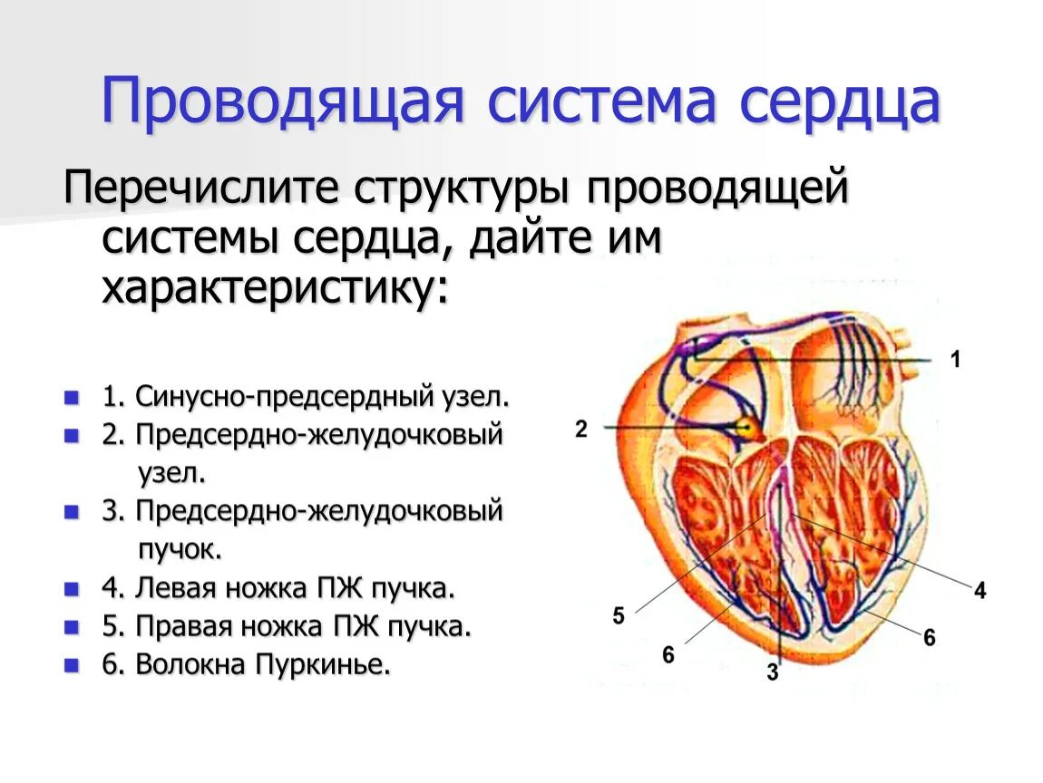 Проводящая система сердца фото Изучение анатомии сердца