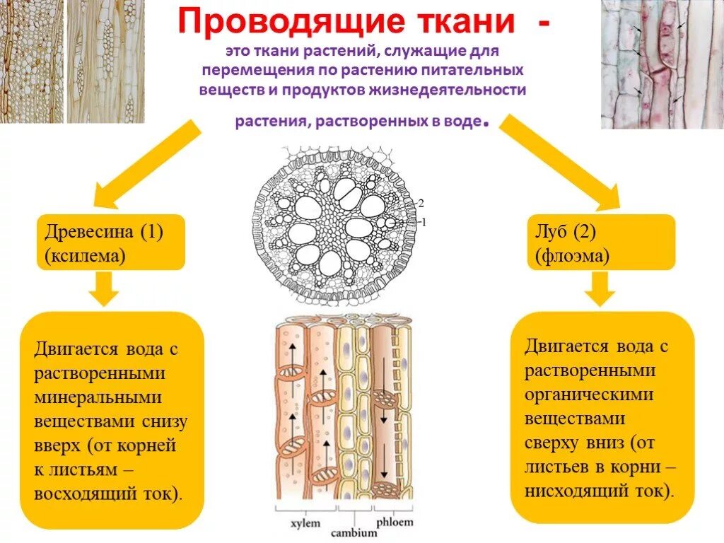 Проводящая ткань фото Картинки 2 ТИПА ПРОВОДЯЩЕЙ ТКАНИ