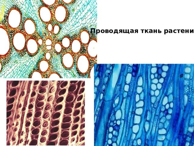 Проводящая ткань фото Презентация к урокам биологии в 5 классе "Ткани растений и животных"