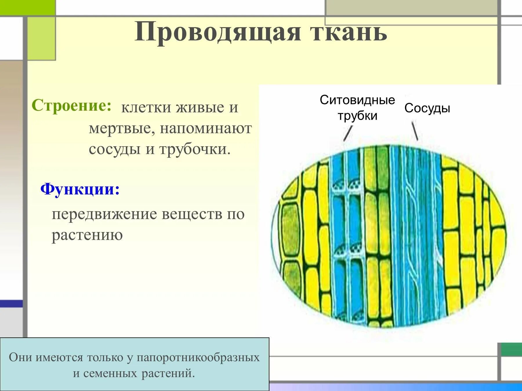 Проводящая ткань фото Вставьте в текст проводящие ткани: найдено 82 изображений