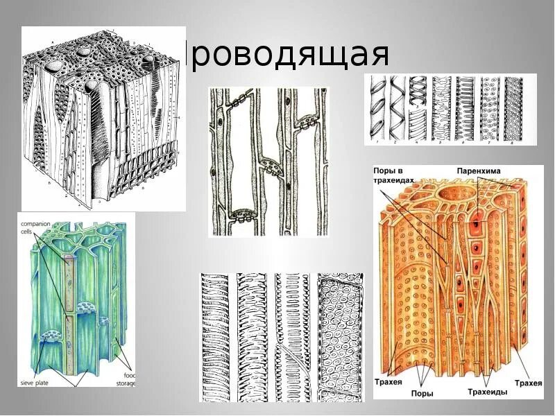 Проводящая ткань фото ОБРАЗОВАНИЕ ТКАНЕЙ У РАСТЕНИЙ