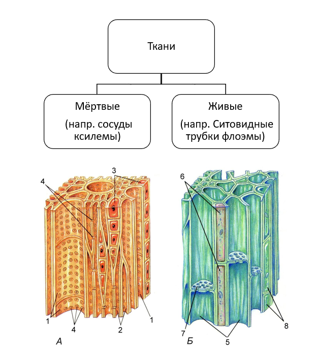 Проводящая ткань фото Морфология и анатомия высших растений. По Лотовой Л.И.: Классификация тканей