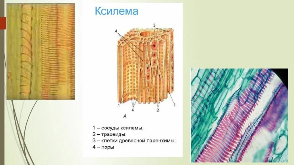 Проводящая ткань фото Картинки ПРОВОДЯЩИЕ ЭЛЕМЕНТЫ КСИЛЕМЫ РАСТЕНИЙ