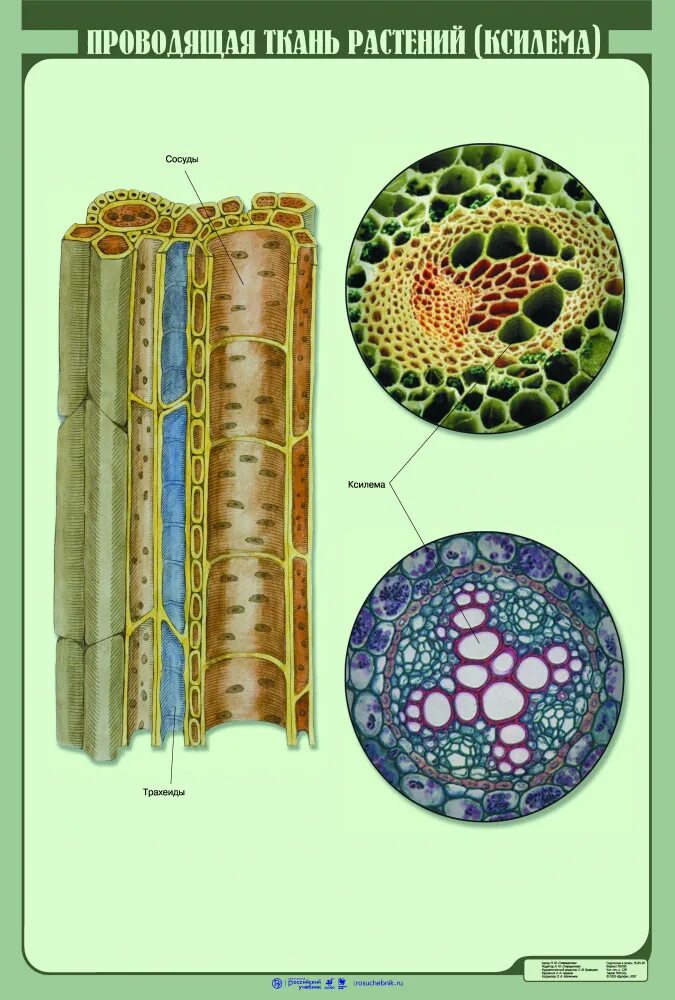 Проводящая ткань фото Проводящая ткань растений (ксилема) - наглядное пособие - Корпорация Российский 