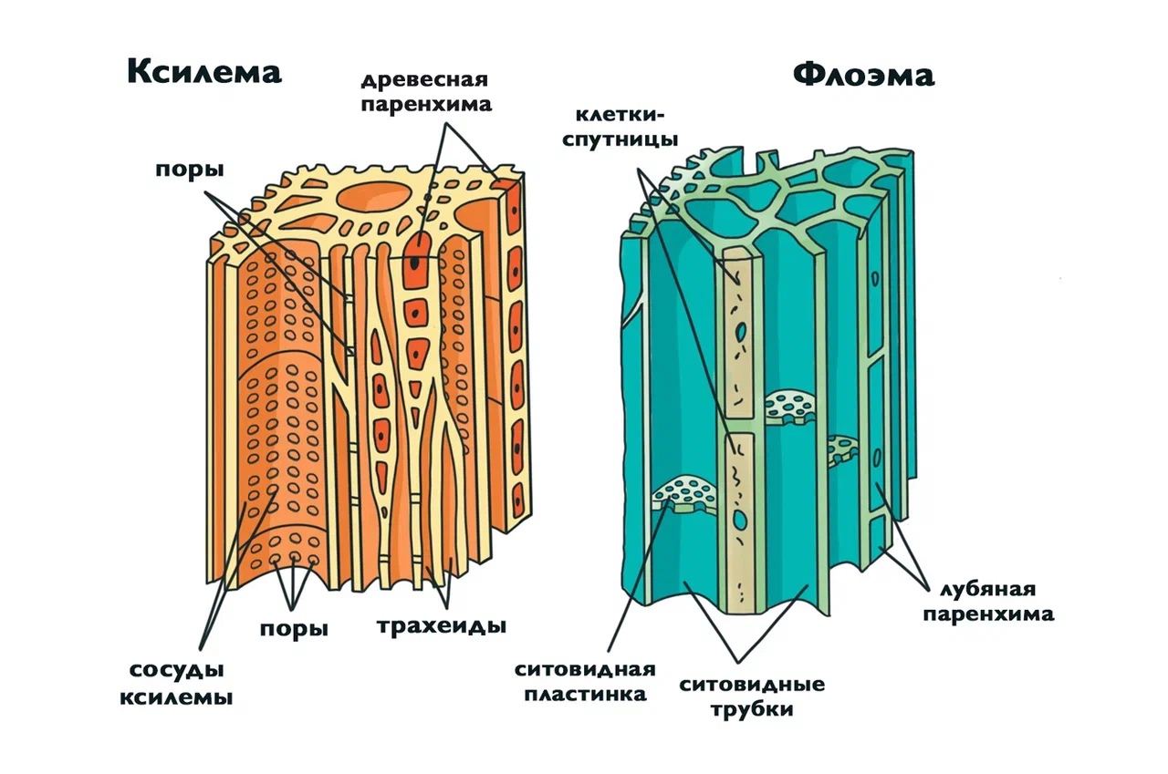 Проводящая ткань фото Задания 9-11, 24-25. Ткани растений: теория и практика ЕГЭ-2025 по Биологии - Ne