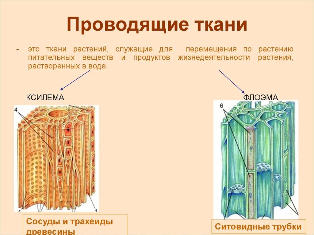 Проводящая ткань фото Картинки 2 ТИПА ПРОВОДЯЩЕЙ ТКАНИ