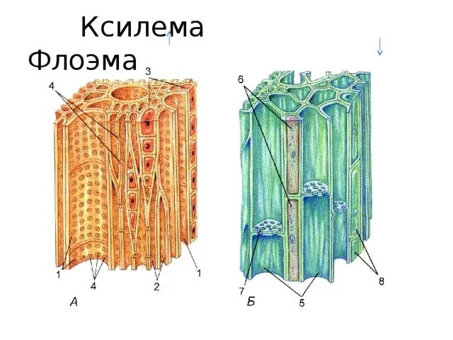 Проводящая ткань фото Внутреннее строение стебля. Многообразие стеблей. Презентация