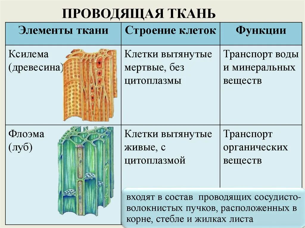 Проводящая ткань фото Органы растений проводящие ткани