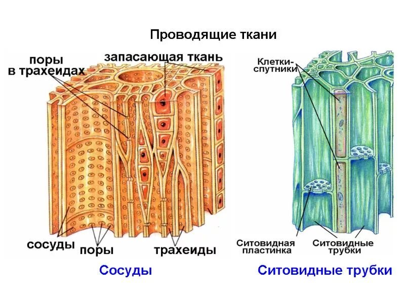 Проводящая ткань фото Семейства класса Двудольные, Биология