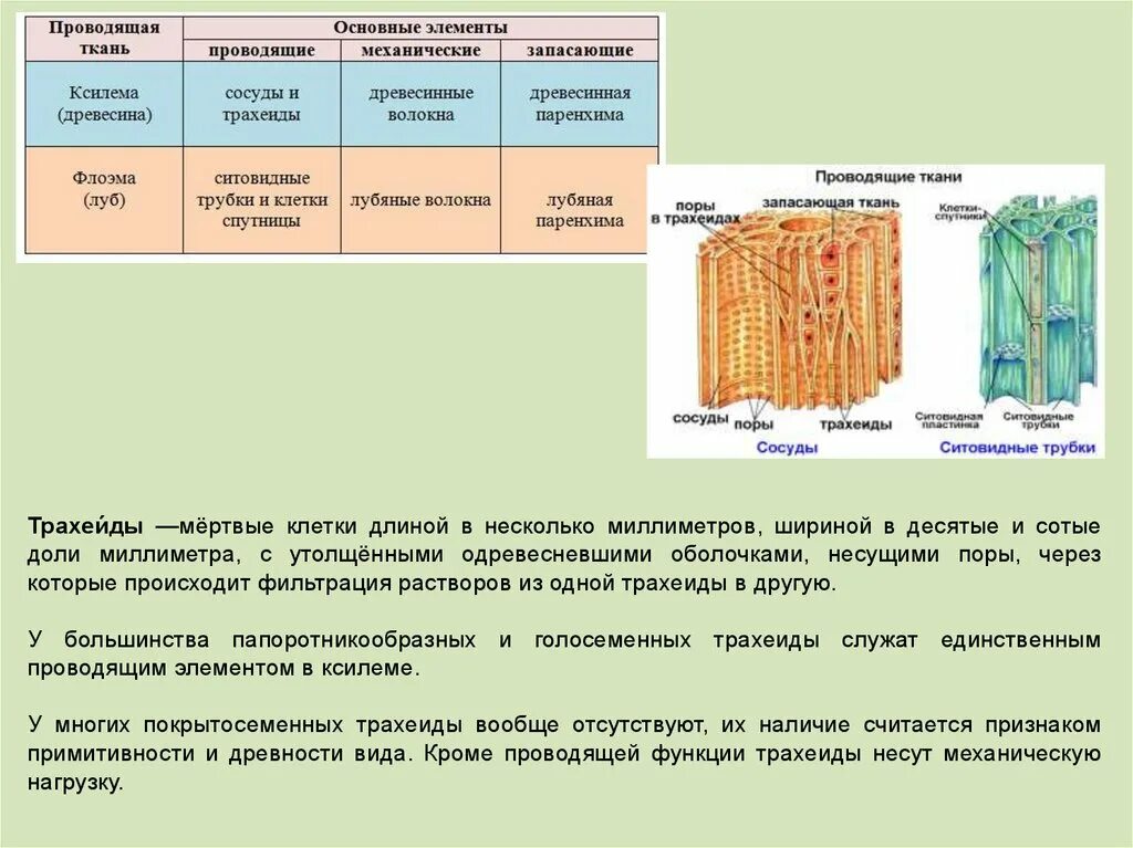 Проводящая ткань фото Картинки ЖИЛКИ ОБРАЗОВАНЫ ПРОВОДЯЩИМИ ТКАНЯМИ