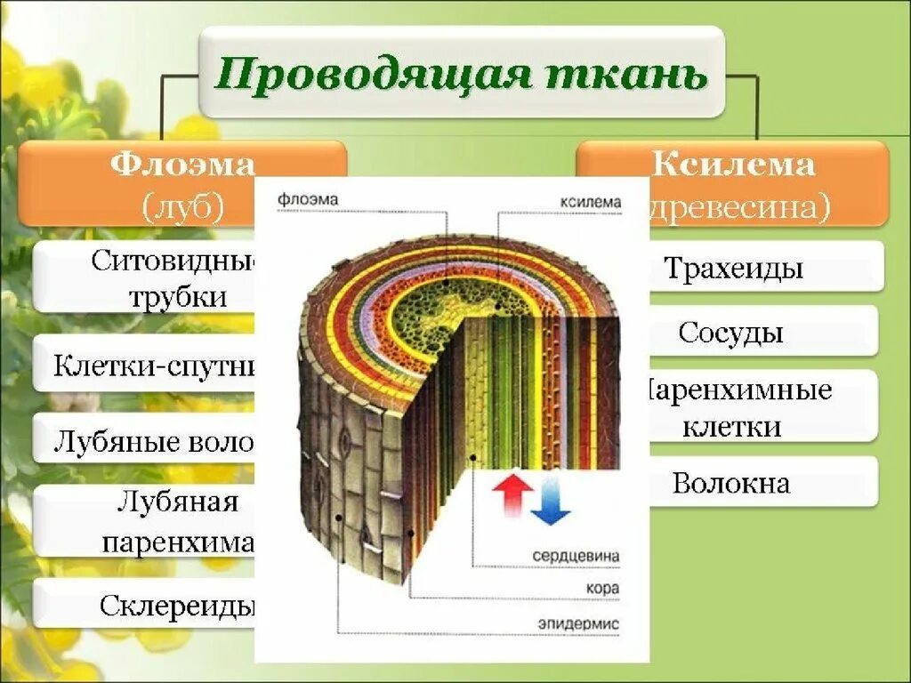 Проводящая ткань фото Проводящие и механические ткани находятся: найдено 71 изображений