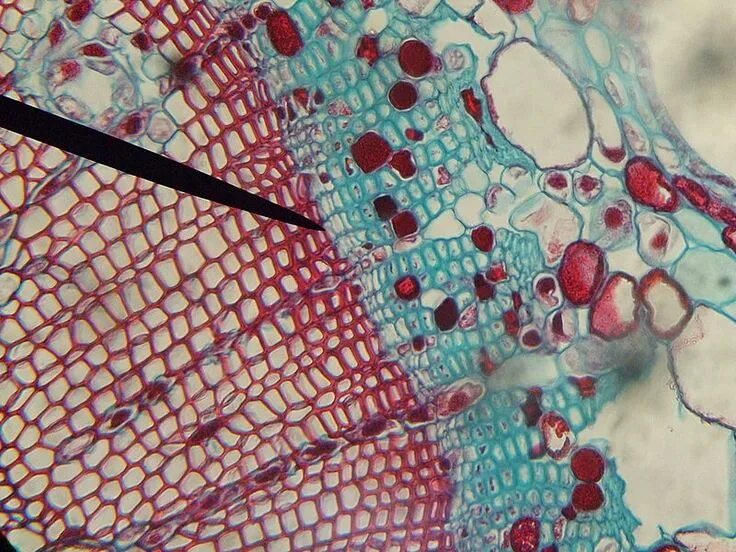 Проводящая ткань фото под микроскопом File:Stem of first year Pinus taiwanensis (Taiwan Red Pine) - Cross section micr