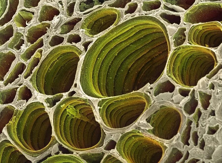 Проводящая ткань фото под микроскопом Xylem Plant Cells, Sem by Dr David Furness, Keele University in 2022 Microscopic