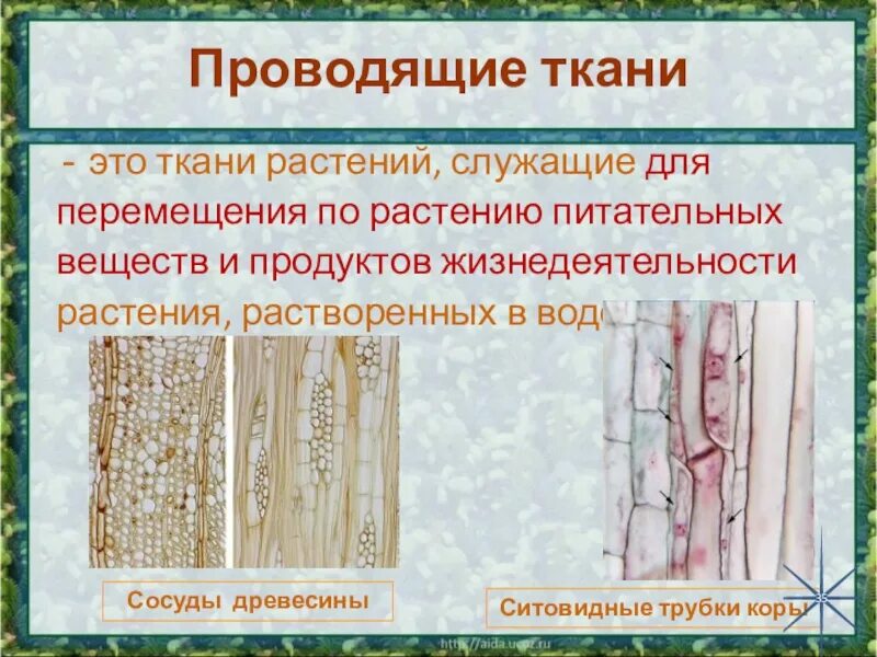 Проводящие ткани растений фото Проводящие ткани растений 6 класс