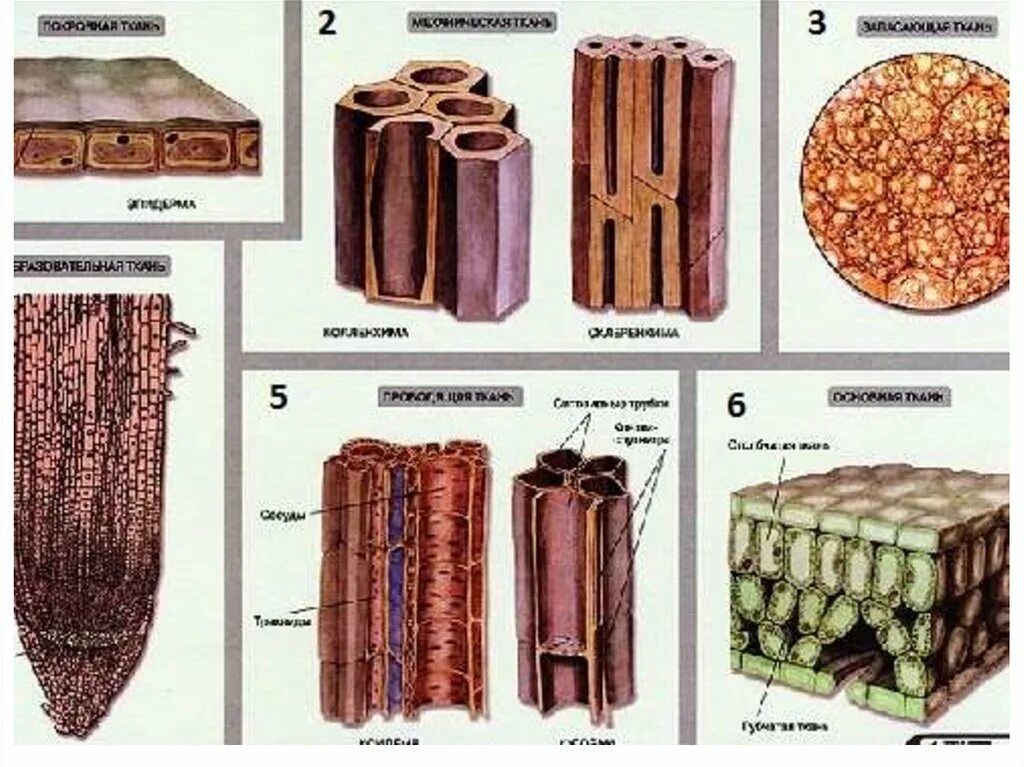 Проводящие ткани растений фото Образование живых тканей