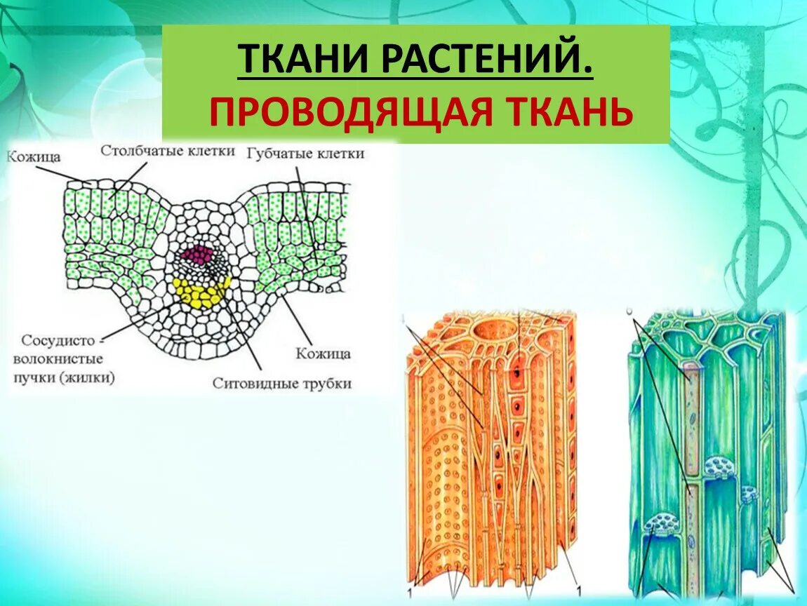 Проводящие ткани растений фото "Ткани растений"