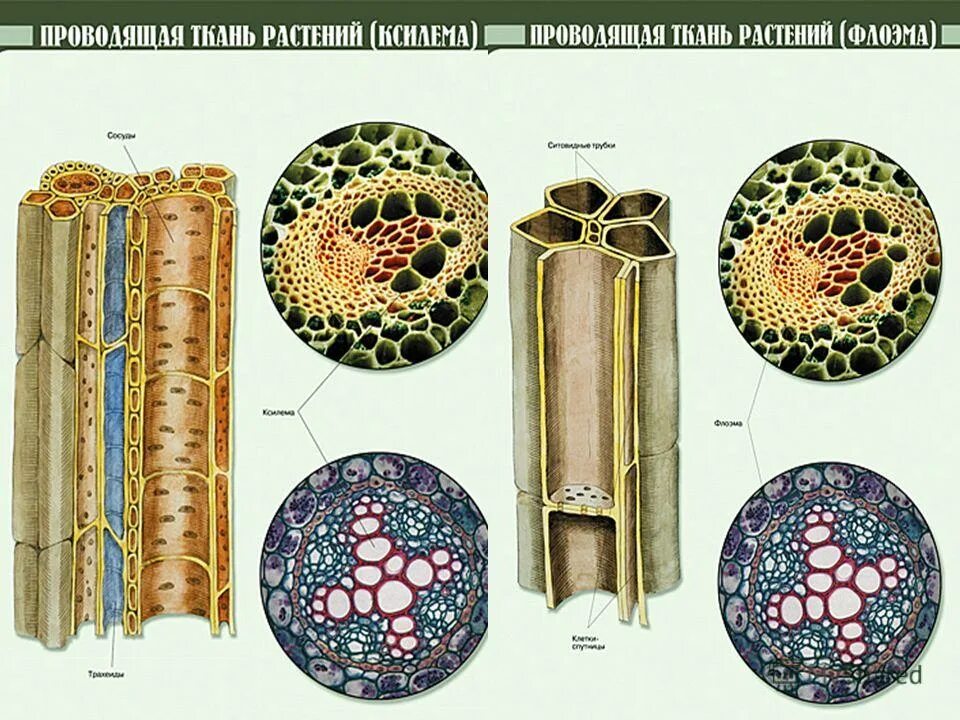 Проводящие ткани растений фото Фотографии Тканей Растений - Mixyfotos.ru