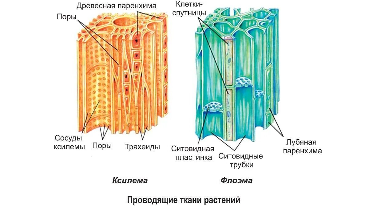 Проводящие ткани растений фото Картинки 2 ТИПА ПРОВОДЯЩЕЙ ТКАНИ