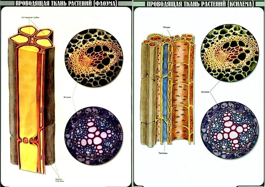 Проводящие ткани растений фото Конспект по биологии "Растительная ткань" - УчительPRO