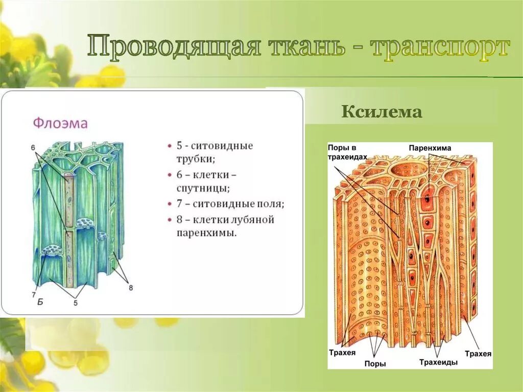 Проводящие ткани растений фото Ситовидные трубки ткань растений