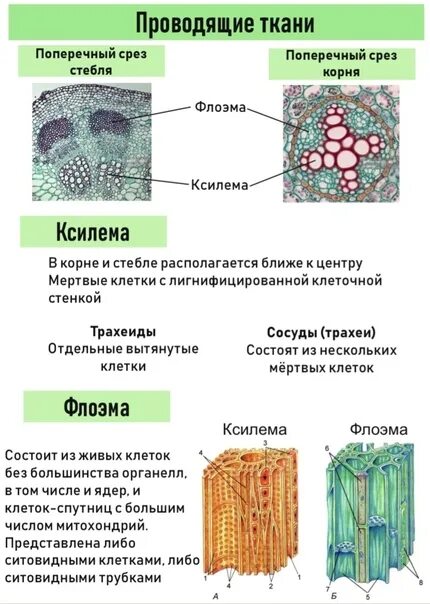 Проводящие ткани растений фото Инфографика про проводящие ткани сосудистых растений поможет заинтересованным #ш