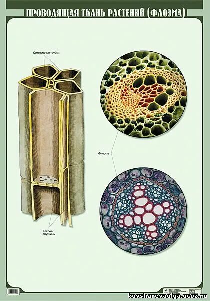 Проводящие ткани растений фото Сайт учителя биологии Ковшаревой Ольги - Печатные таблицы