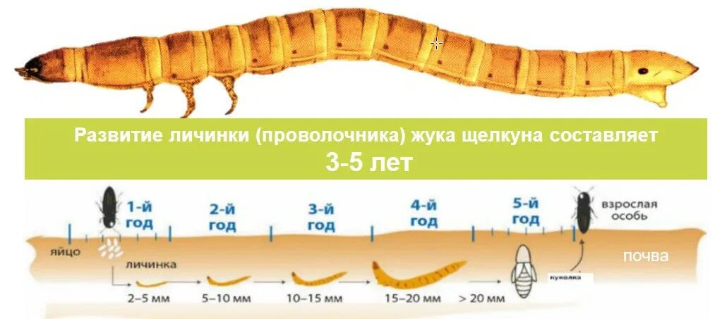 Проволочник фото и описание личинки и жуки Проволочник. Как бороться с жуком щелкуном? - Аграрная социальная сеть