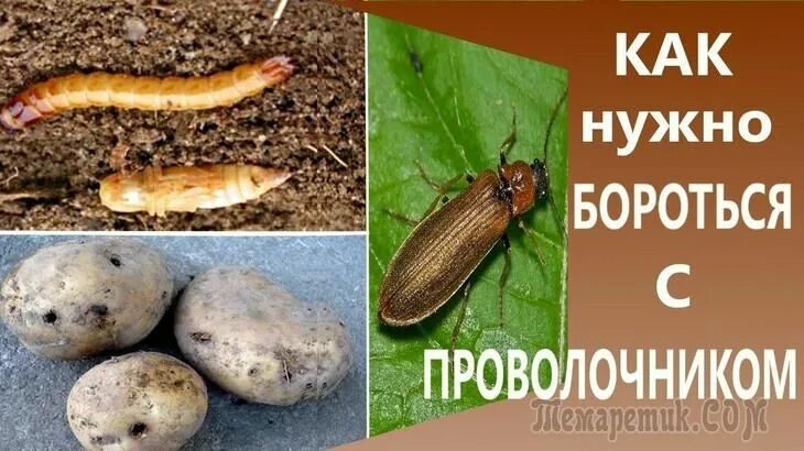 Проволочник фото на картошке как выглядит 10 способов борьбы с проволочником Садовый уголок, Садоводство, Огород