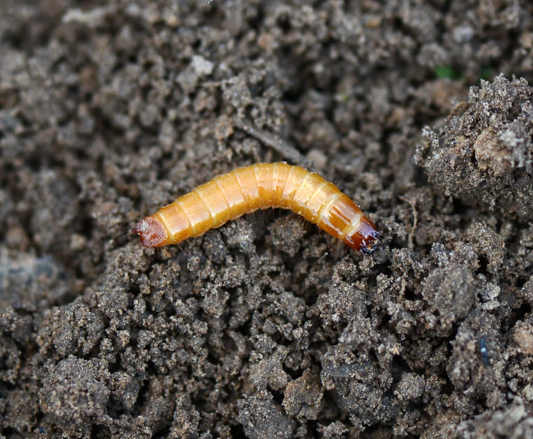 Проволочник личинка какого жука фото Щелкун Selatosomus aeneus (L., 1758) - larva - автор фото А.С.Просвиров