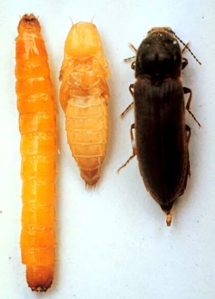 Проволочник стадии развития фото Managing Insect and Mite Pests of Texas Small Grains