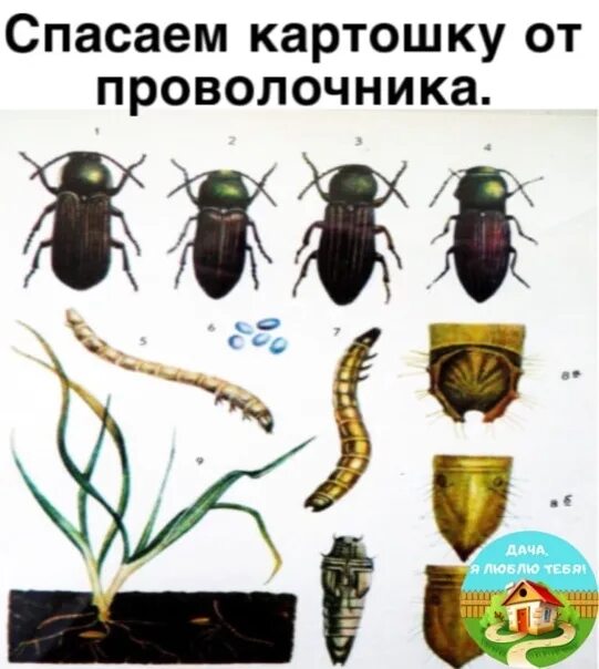 Проволочник стадии развития фото Save the potatoes from the wireworm. When planting potatoes, add a little onion 