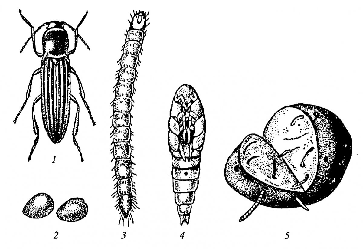 Проволочник стадии развития фото Жук щелкун проволочник (58 фото)