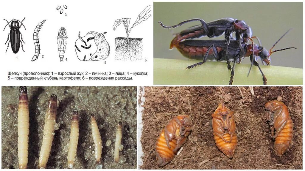 Проволочник стадии развития фото с описанием Жук щелкун (проволочник) - фото и описание