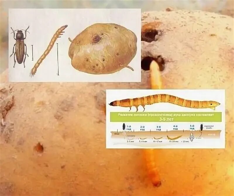 Проволочник в картошке фото и описание Действующий способ избавления от проволочника, а также многих других вредителей.