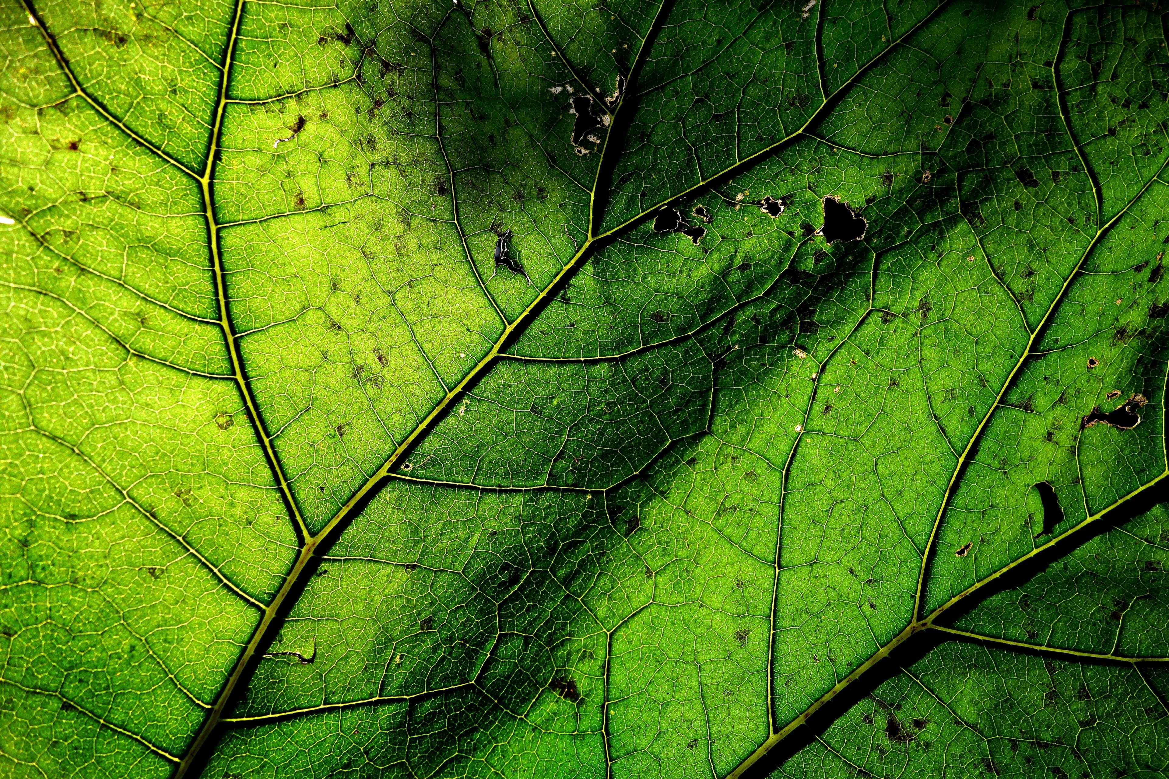 Прожилки листьев фото Beautiful Pattern of Butterbur Leaf