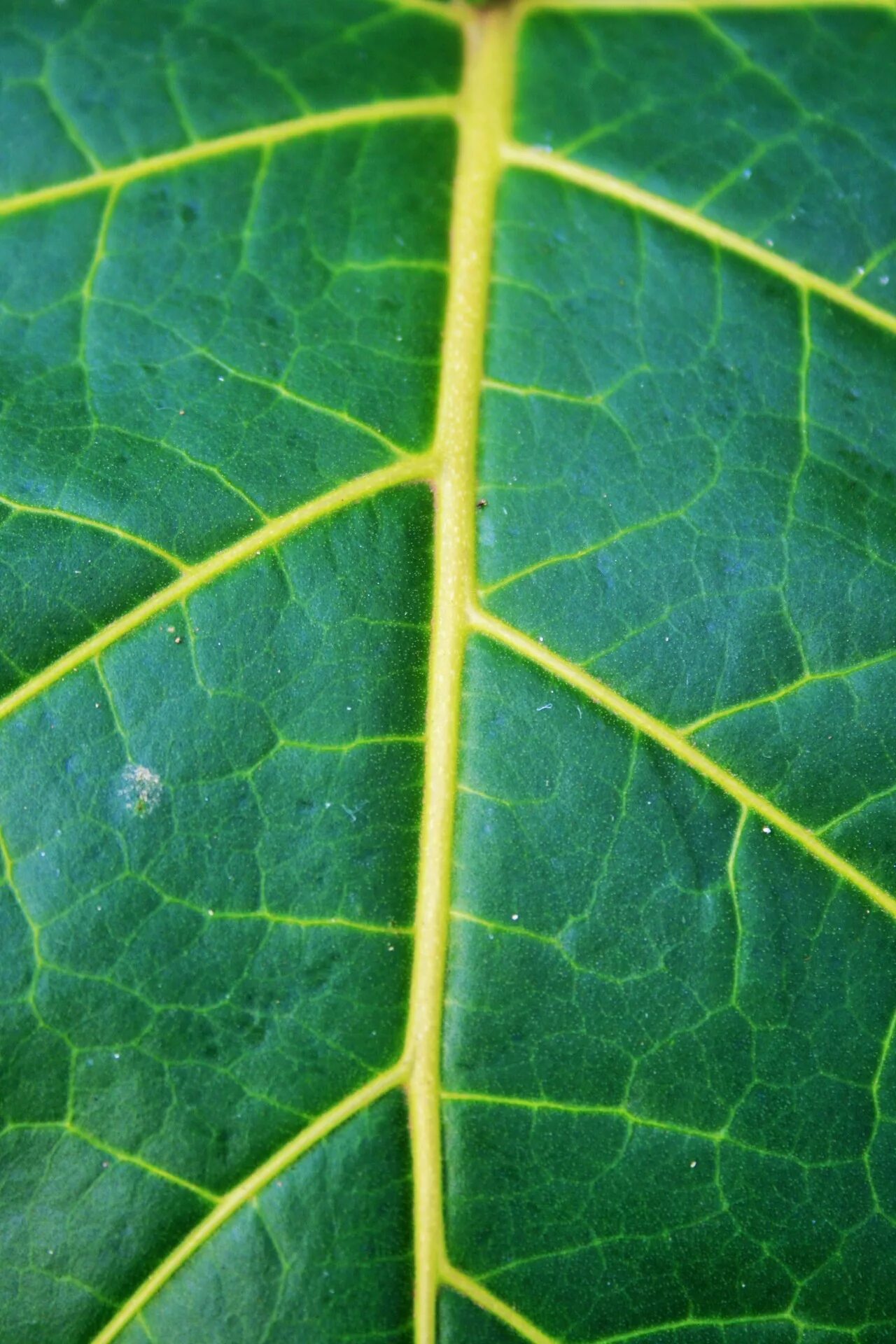 Прожилки листьев фото Leaf,large,green,veining,light yellow - free image from needpix.com