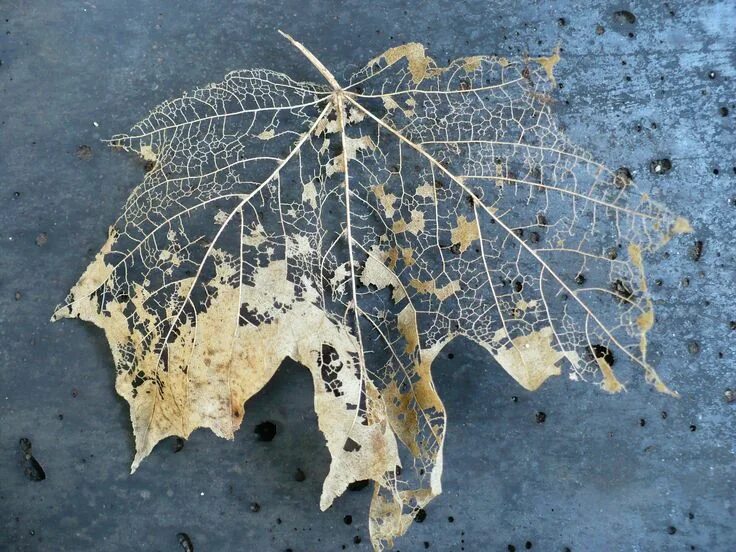 Прожилки листьев фото Pin on texture Leaf art, Leaf skeleton, Art