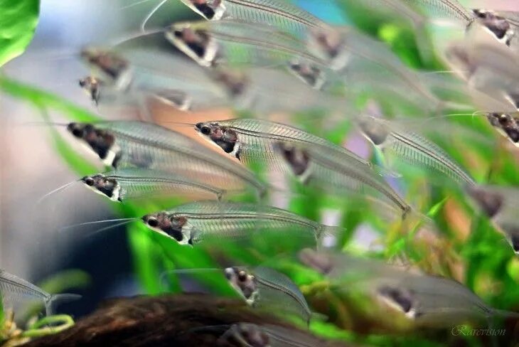 Прозрачная аквариумная рыбка фото 22 Especies de animales que no te dejan nada a la imaginación Peces de acuario, 