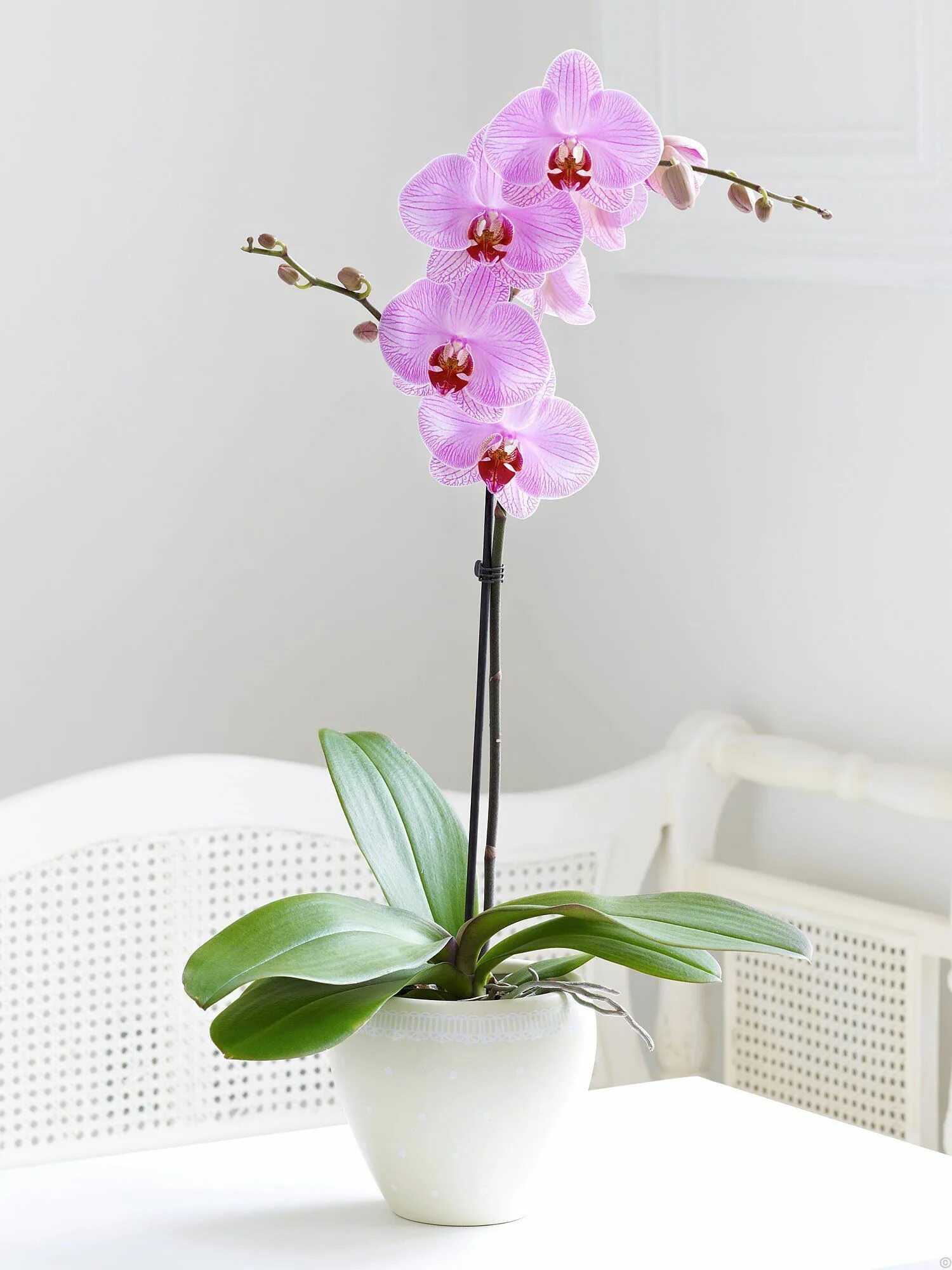 Прозрачная орхидея фото Top 10 Phalaenopsis Orchids Care Tips Plantas de orquideas, Orquideas, Cultivo d