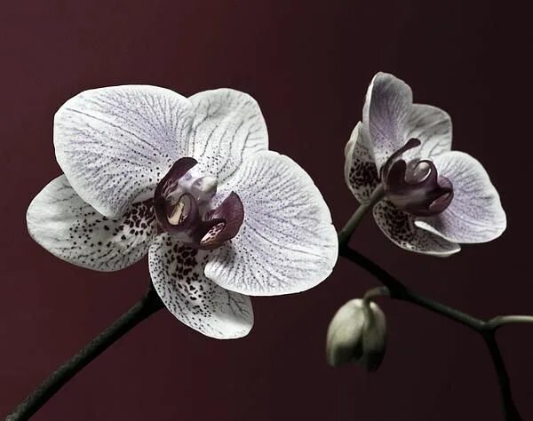 Прозрачная орхидея фото White Purple Orchid - Nadja Drieling Macro flower, Purple orchids, White orchids