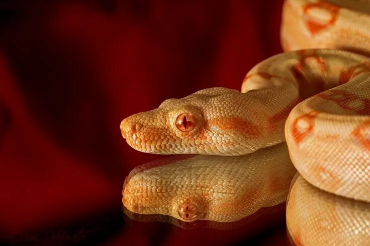 Прозрачная змея фото Pin van Alex Mylo op Albino Boa Constrictor