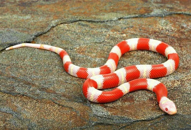 Прозрачная змея фото Продам змею! lampropeltis triangulum nelsoni - купить в Новосибирске, цена 7 500