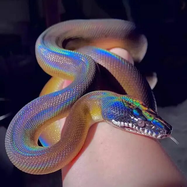 Прозрачная змея фото The white lipped python Colori